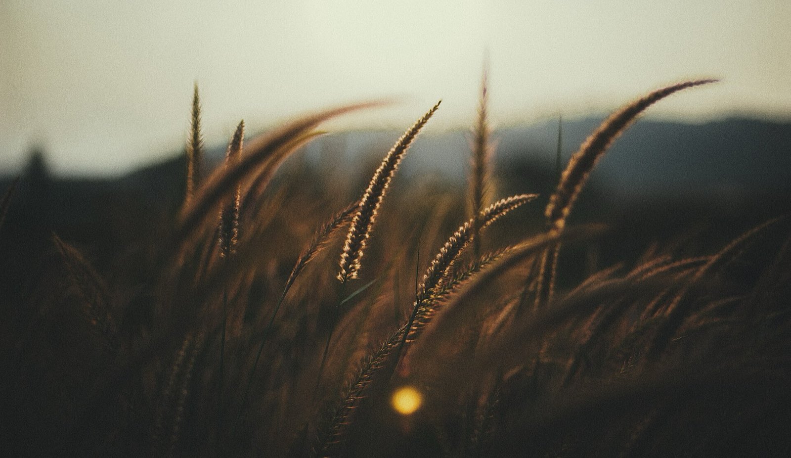 Ears of wheat backlit by a low sun at dusk
